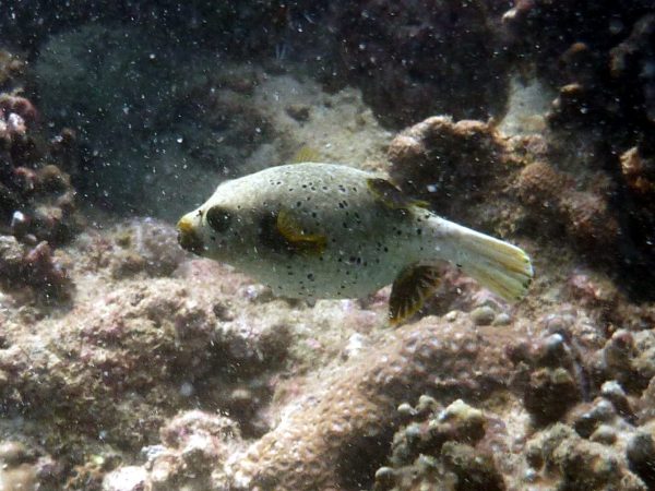 Sealface Pufferfish